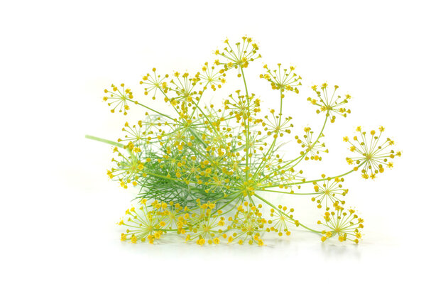 Dill with flower