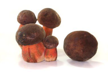 Boletus Erythropus