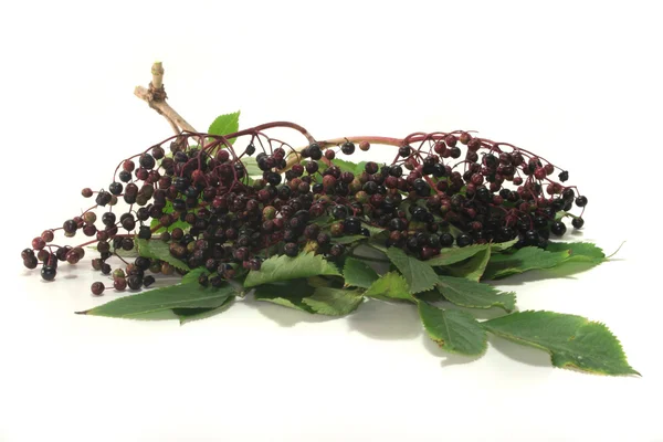 Elder berries — Stock Photo, Image