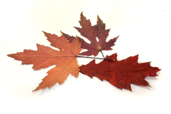 Herbstblätter — Stockfoto