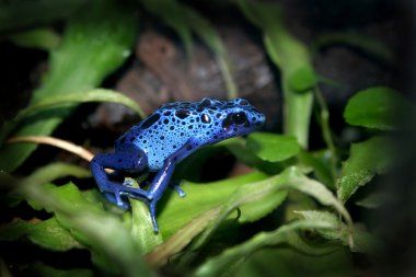 Blue poison dart frog clipart