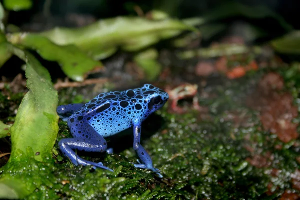 푸른 독화살 개구리 — 스톡 사진