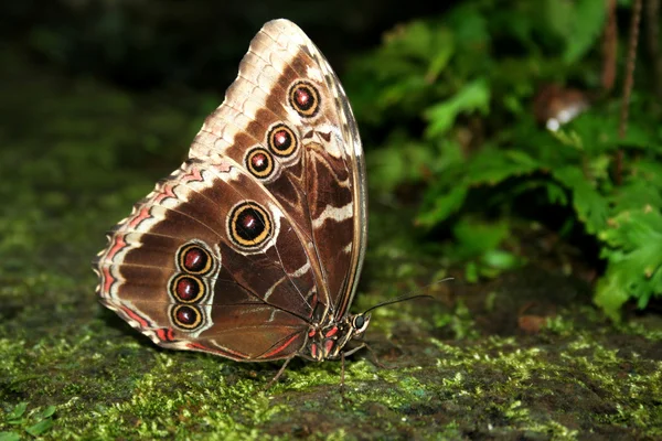 Hemel vlinder — Stockfoto