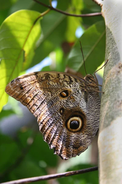 Sowa motyl — Zdjęcie stockowe