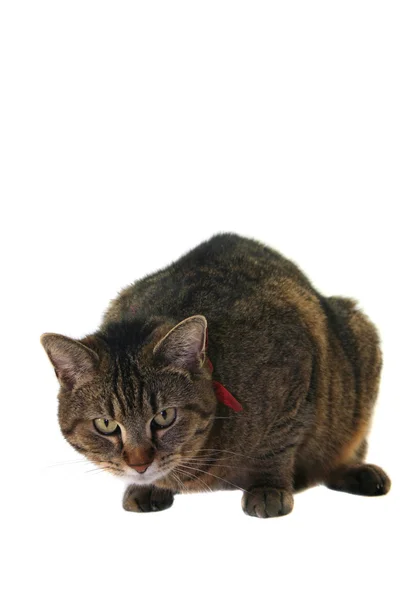 Katzenporträt — Stockfoto