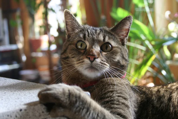 "Verrückte "Katze — Stockfoto