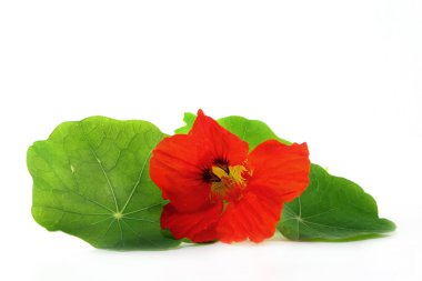 Nasturtium