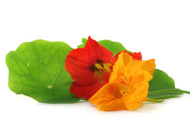 Nasturtium clipart