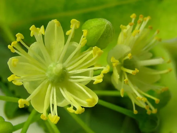 Linden blossom — Stock Photo, Image