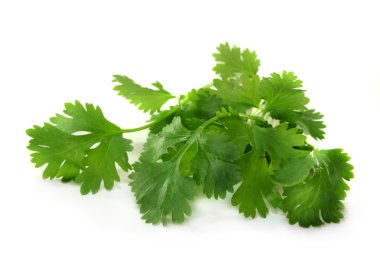 Coriander clipart