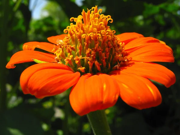 Mexikanische Sonnenblume — Stockfoto