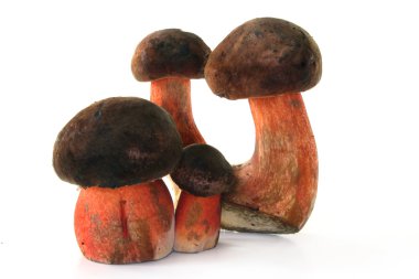 Erythropus