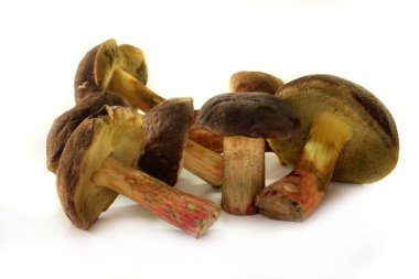 Kırmızı kırık bolete