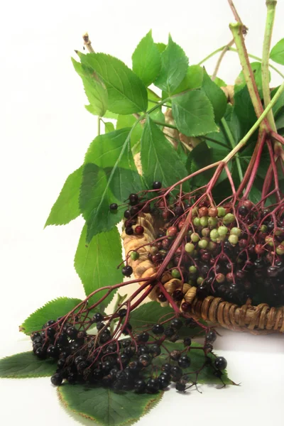 stock image Elderberries