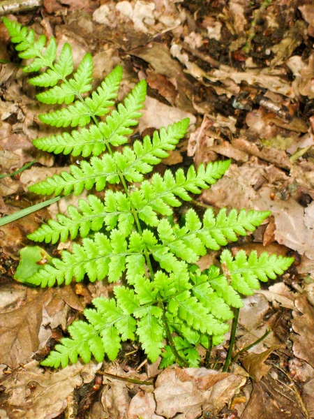 Young Fern — Stock Photo, Image