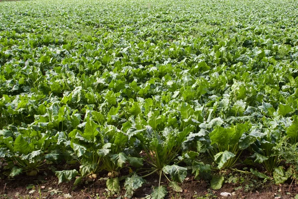 stock image Green Vegetables