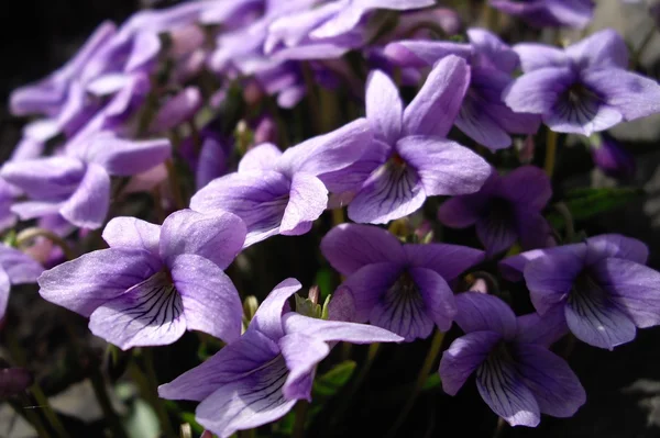 Blue violets — Stock Photo, Image