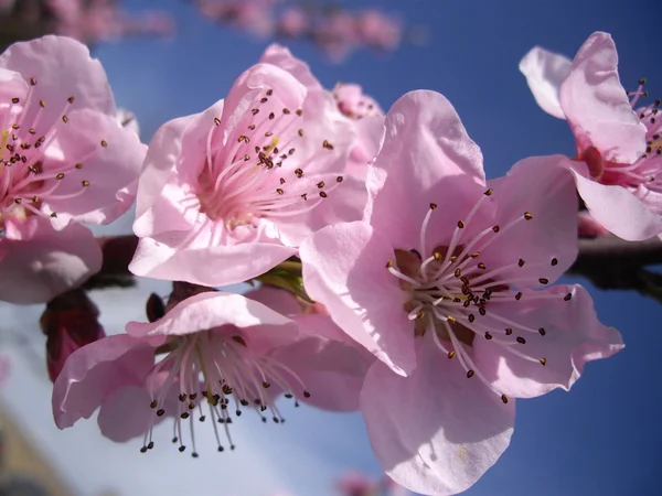 Şeftali ağacı çiçeği — Stok fotoğraf