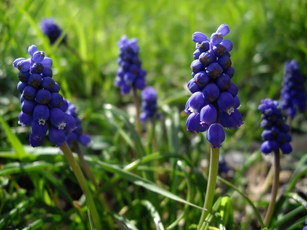Druivenmost hyacint — Stockfoto