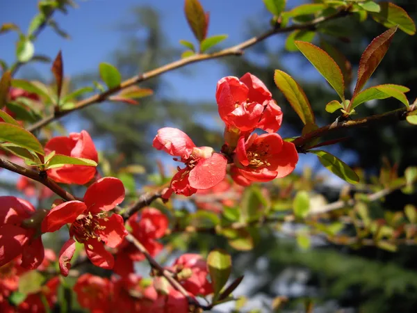 Şeftali ağacı çiçeği — Stok fotoğraf
