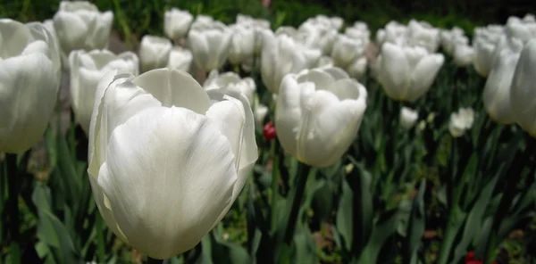 Jarní čas - bílé tulipány pole — Stock fotografie