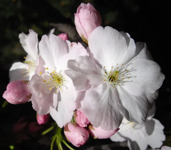 Sakura florescendo — Fotografia de Stock