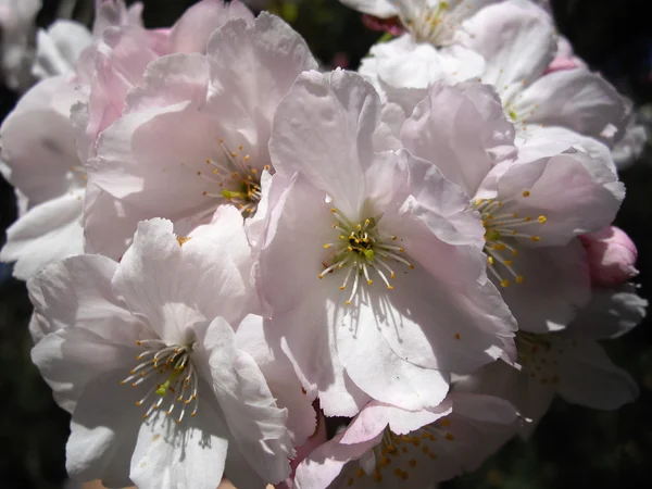Çiçek açan sakura — Stok fotoğraf