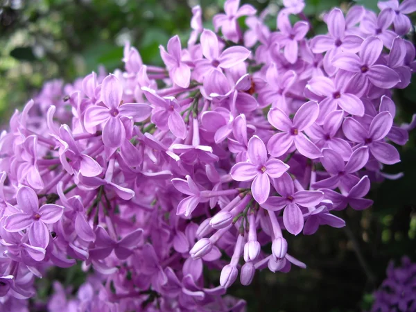 Flor de lila —  Fotos de Stock