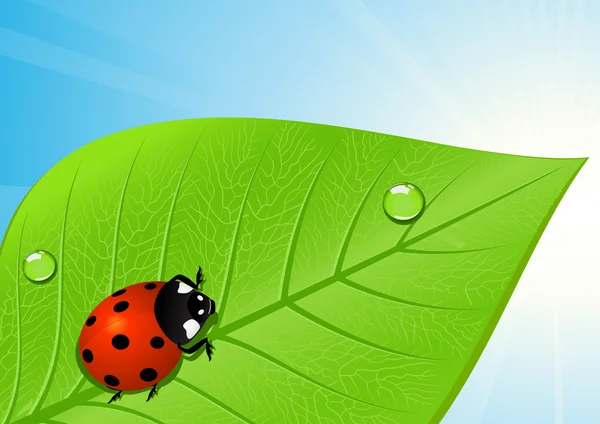 Ladybird on leaf — Stock Vector