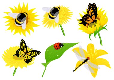 Insects clipart