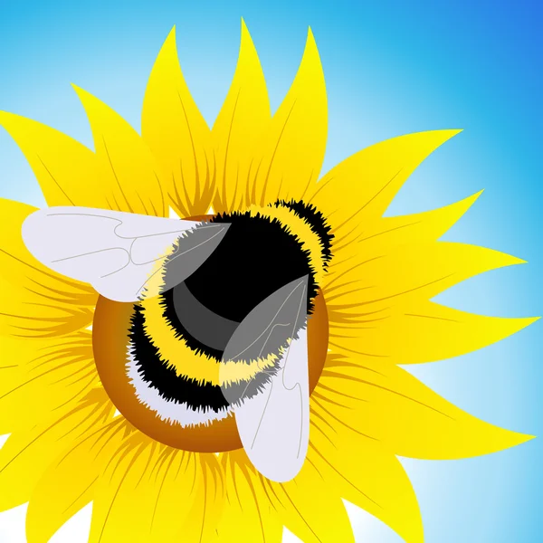 Bumblebee sitting on sunflower — Stock Vector