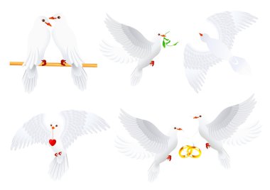 Dove collection clipart