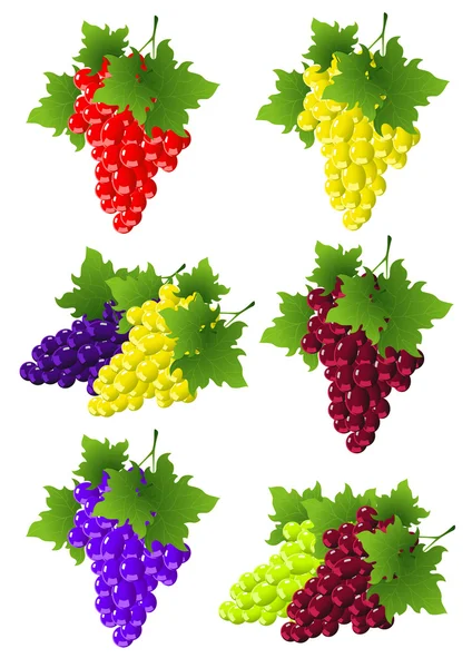 Collection vigne — Image vectorielle
