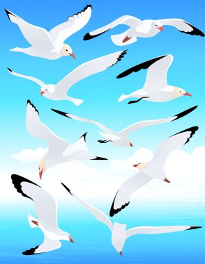 Sea gull set clipart