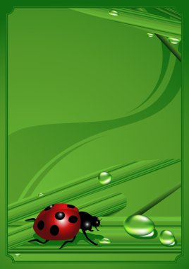 Ladybird_frame