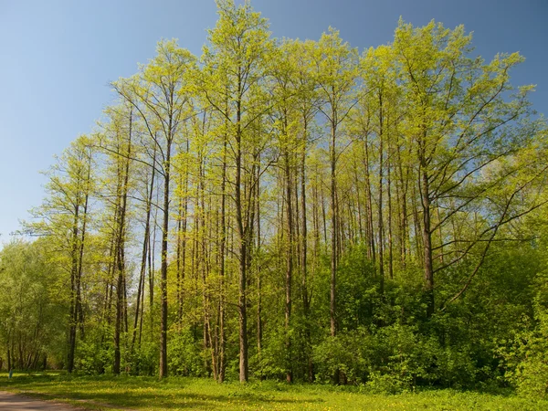 Vysoké stromy — Stock fotografie