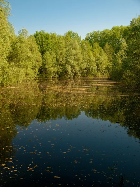 Stock image Old pond