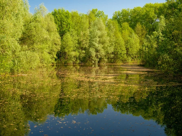 stock image Pond