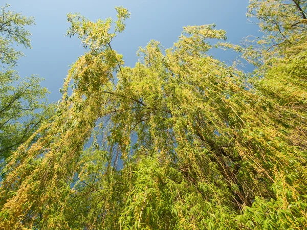 Willow tree — Stockfoto