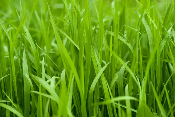 stock image Green grass