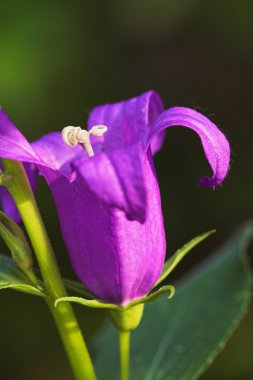 Mavi bellflower çiçeği