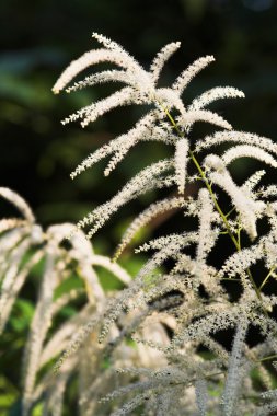 goatbeard çiçeği