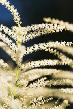 goatbeard çiçeği