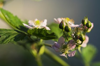 BlackBerry çiçeği