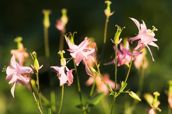 Columbine çiçeği — Stok fotoğraf