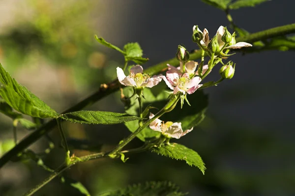 ブラックベリーの花 — ストック写真