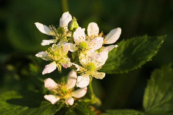 Blackberry blossom — Stock Photo, Image