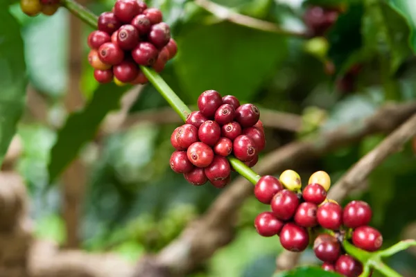 Planta de café — Foto de Stock