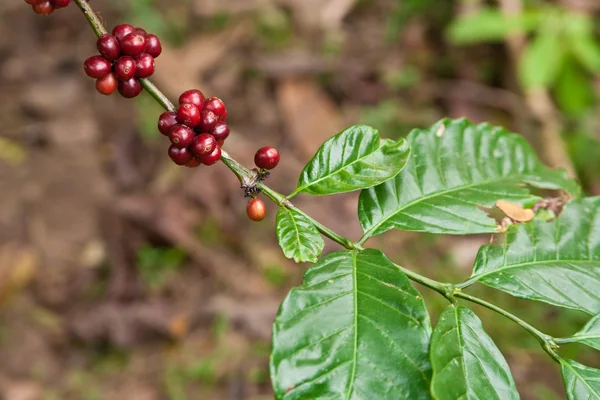 Kaffeepflanze — Stockfoto