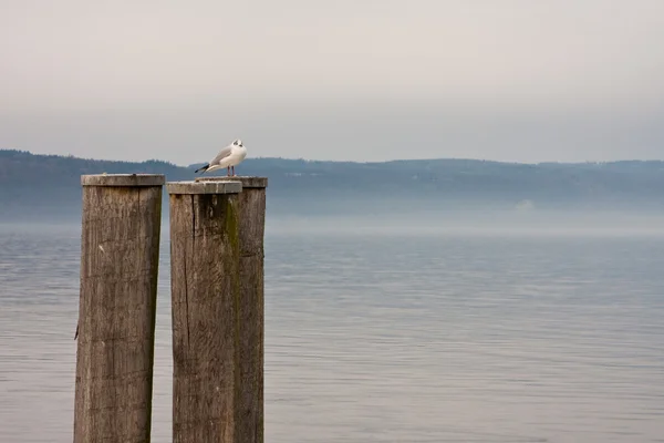 Sea-gull at a lake — Stock Photo, Image